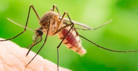 Cum poți calma înțepăturile de țânțari. 9 soluții și remedii naturale